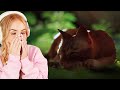 I love cats - Stray highlights
