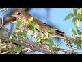 Swainson S Thrush Bird Sound Video Bird Songs Eastern North America Soothing Sounds For Sleep Swainson S Thrush Bird Sound Video Bird Songs Eastern North America Soothing Sounds For Sleep