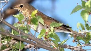 Swainson's Thrush Bird Sound Video: Bird Songs Eastern North America-Soothing Sounds for Sleep