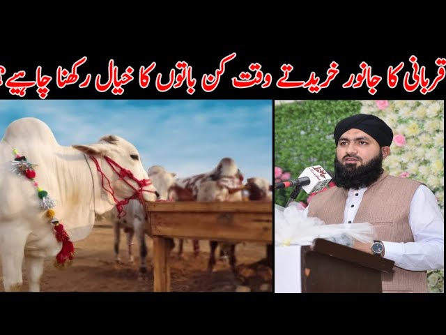 Qurbani Ka Janwar | Eid ul Adha 2020 | Anjuman Yade Mustafa class=