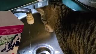 Funny Cat video cat drinks water from sink (Our cat Magic) by Just Carry-On   Travel + DIY 43 views 2 months ago 2 minutes, 5 seconds