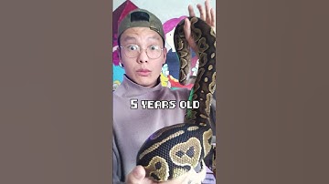 How Big Do Ball Pythons "ACTUALLY" Grow?