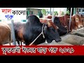 লাল কালো সুন্দর সুন্দর কুরবানী ঈদের ষাঁড় গরু || নর্থ বেঙ্গল ডেইরী ফার্ম 2021