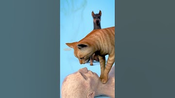 Học và Hỏi - Đừng bao giờ để chó mèo lại gần xác của chủ nhân  #xuhuong #cothebanchuabiet #kienthuc