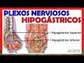 🥇 PLEXOS NERVIOSOS HIPOGÁSTRICOS (Superior e Inferior). ¡Explicación Sencilla!