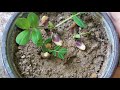 How to grow peanut plant