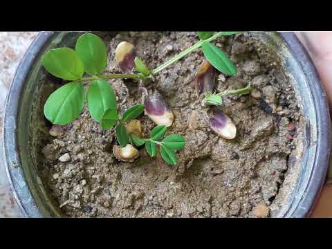 How to grow peanut plant