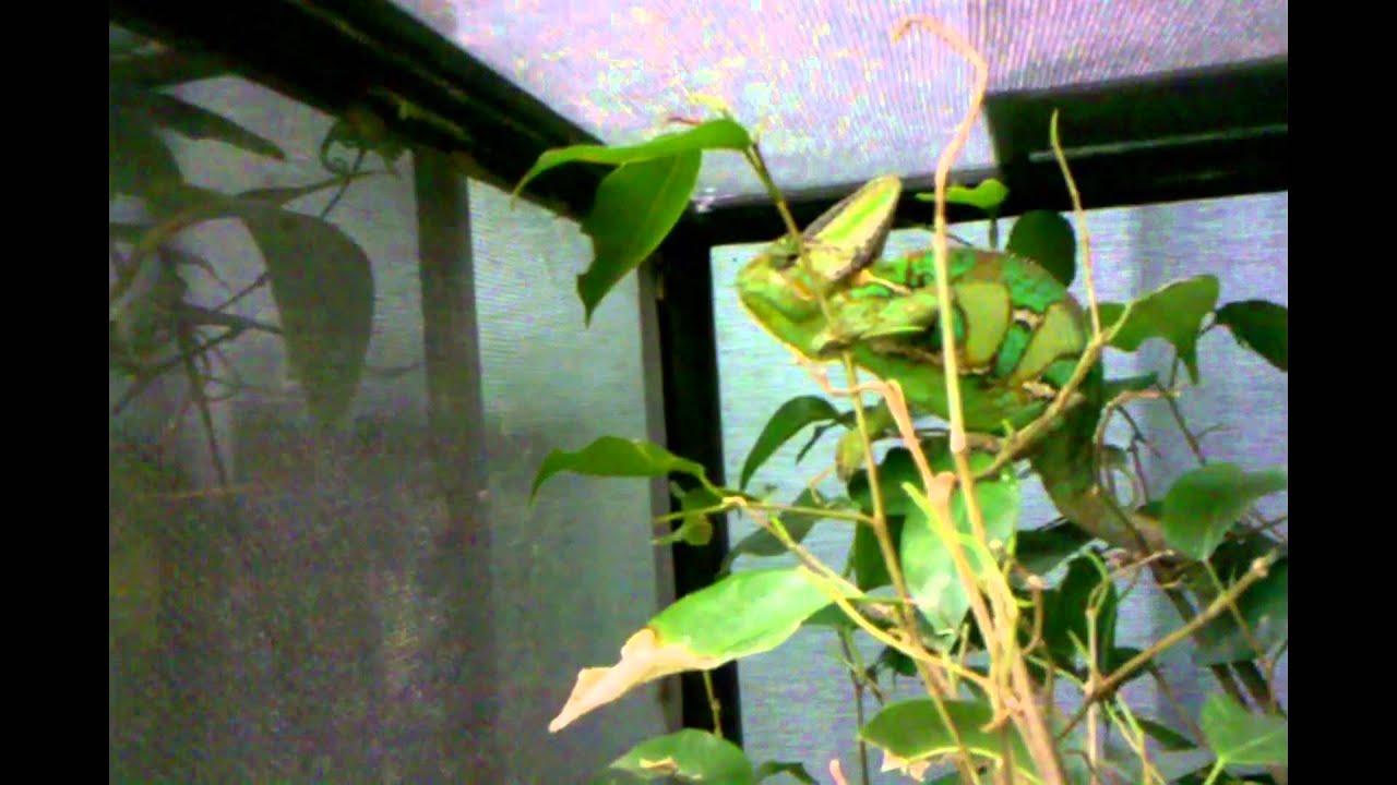 chameleon lyrics Baby Veiled Chameleons eating, Adult Sunburst Veiled eating