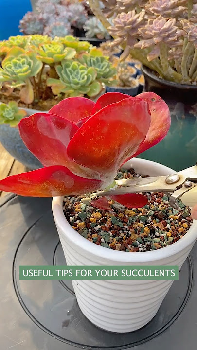 Beginner's Succulent Care: How to Propagate Succulent Plants | 다육이 | 多肉植物