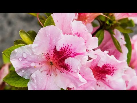▷ Cómo plantar azaleas en macetas y decorar tu jardín con hermosas flores