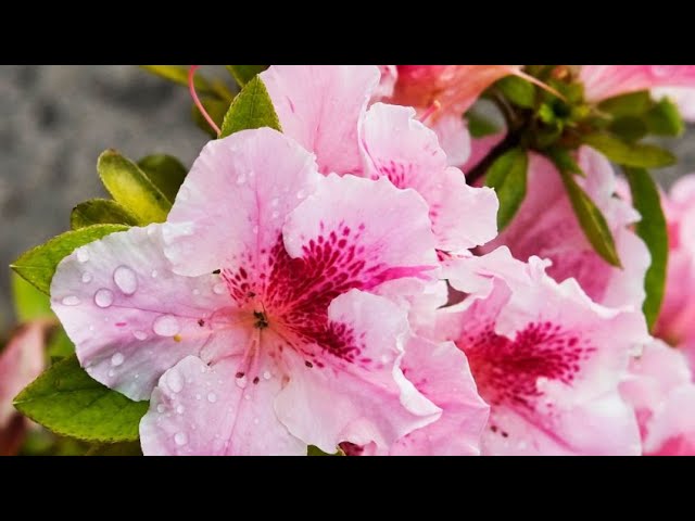 3 Claves para cultivar azaleas - Jardinería - YouTube