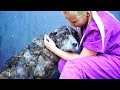 GIANT dog spent her life in a landfill... UNTIL A YOUTUBE VIDEO SAVED HER LIFE !