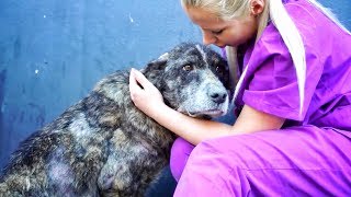 GIANT dog spent her life in a landfill... UNTIL A YOUTUBE VIDEO SAVED HER LIFE ! GIANT dog spent her life in a landfill... UNTIL A YOUTUBE VIDEO SAVED HER LIFE !
