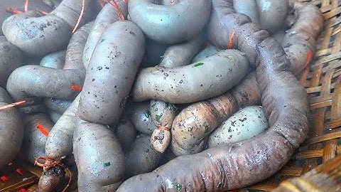 Bữa Cỗ Lòng Lợn Tiết Canh Áp Rạp Đám Cưới Nhà Quê P1 | Thái Bình Quê Lúa