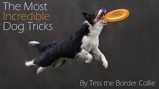 The Most Incredible Dog Tricks EVER || Tess the Border Collie