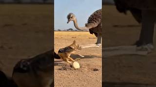 Jackal Thought It Was Easy