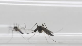 Mosquitoes that carry Zika could bring deadlier yellow fever