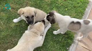 Puppy Kangal, and the second where by Paw&Breed 482 views 11 months ago 2 minutes, 37 seconds