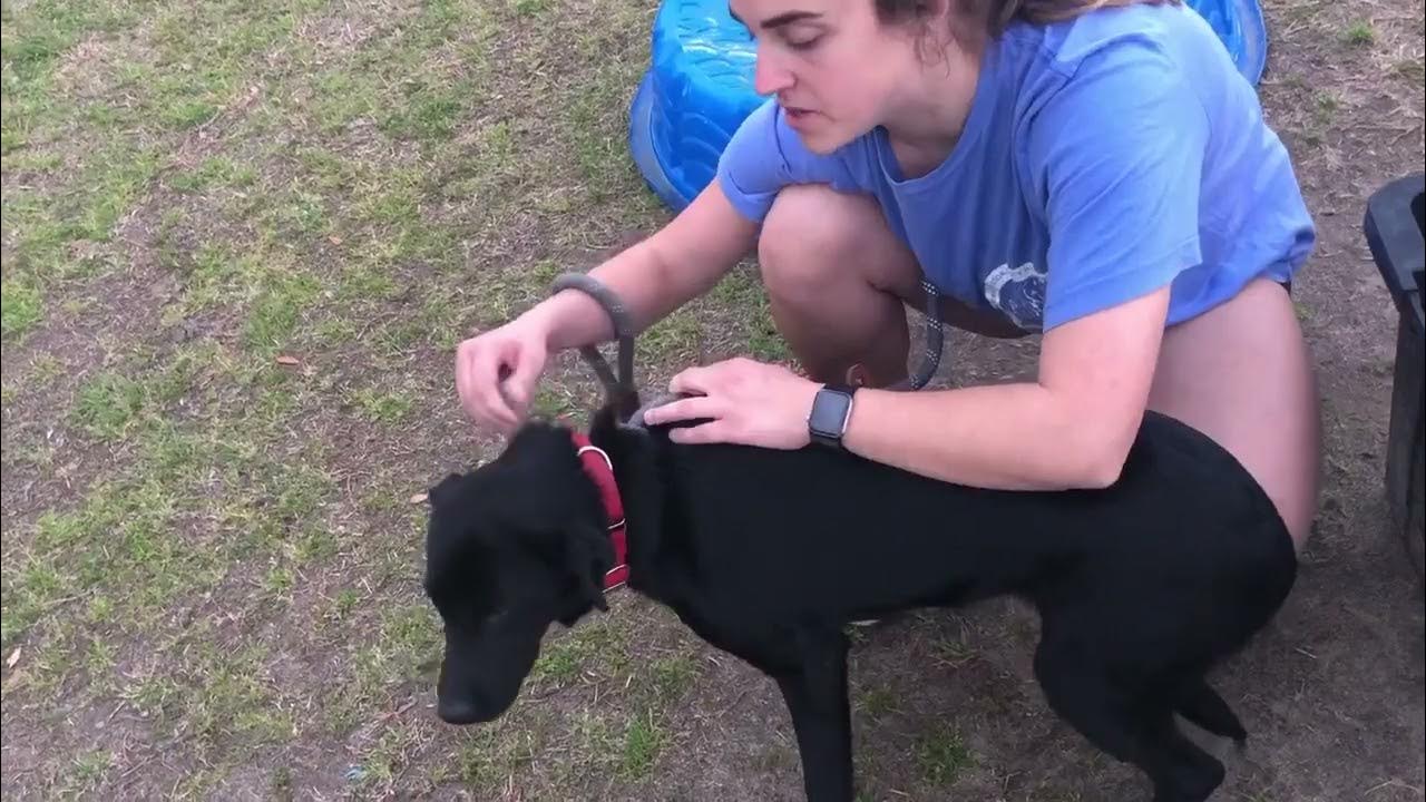 How to put a leash on a dog. YouTube