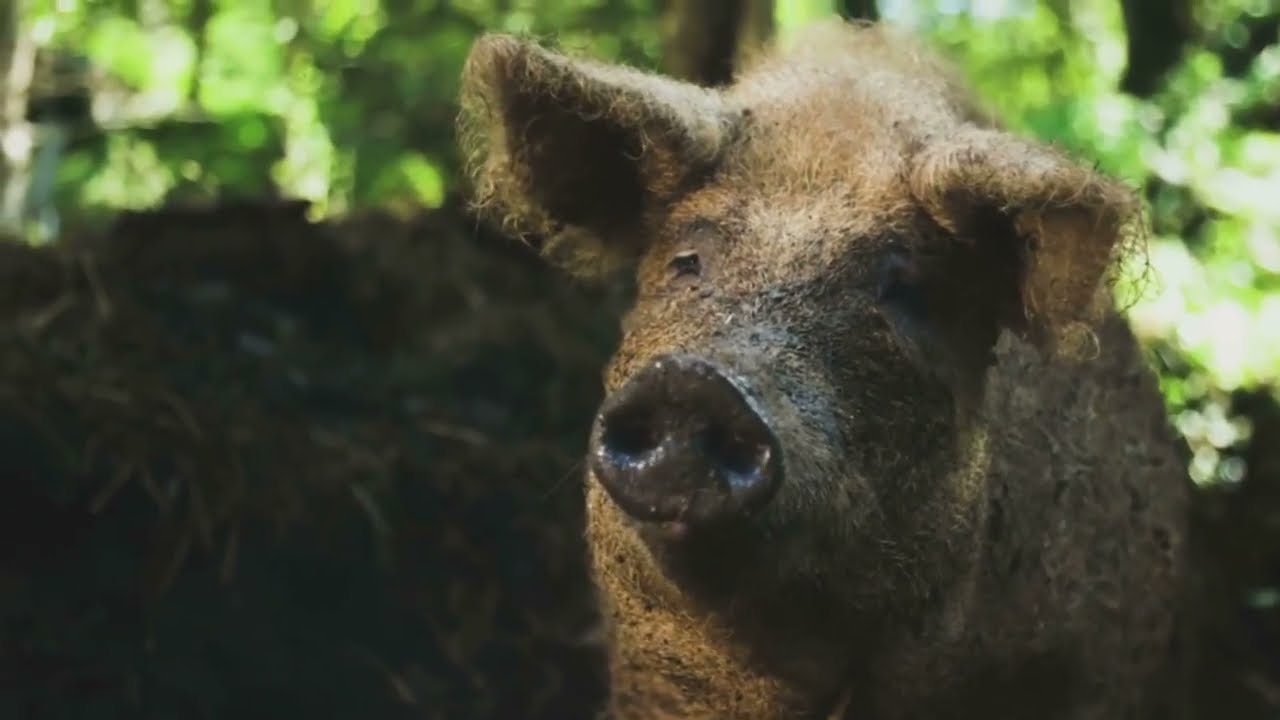 Biggest Forest Pig You Will Meet 