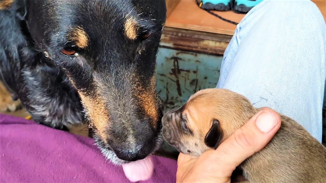 Puppies Born to Serve & Hunt~Clay Tall stories SV 74