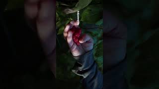 Turning raw BRAW into cinema. #colorgrading #davinciresolve #cinematography #videoediting