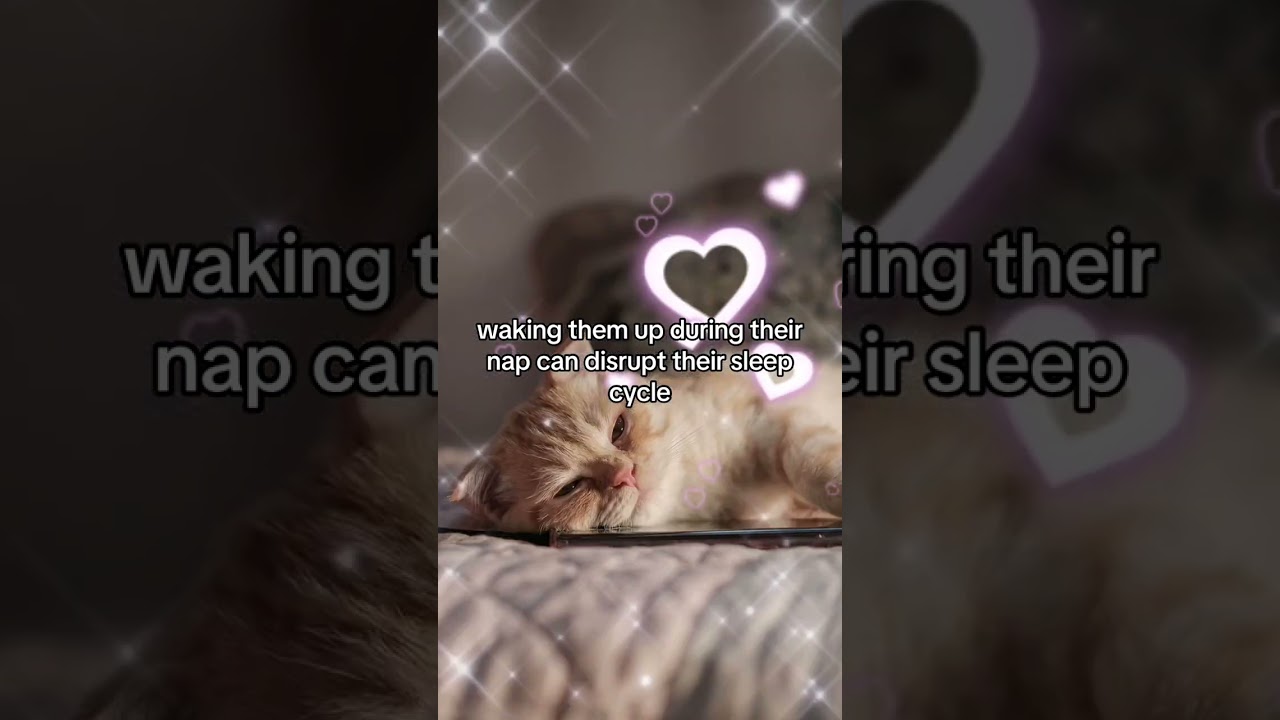 Don’t do these things that can stress your cat! 