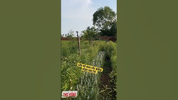 Khoảng cách trồng cây bồ kết #câygiốngbồkết