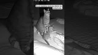 The Cats Immediately Chased Away Whatever Was Scaring The Baby