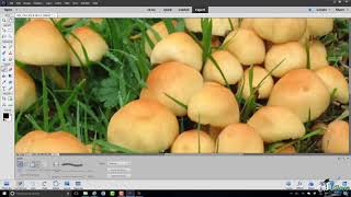 Master Photoshop Elements 2018 and Get Creative – Today : Using Touch screenshot 3