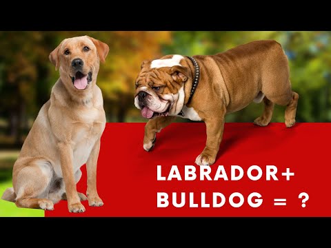 Video: Canadese Eskimohond