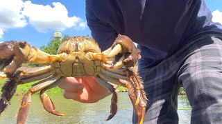 There was an impossibly huge river crab lurking! ?