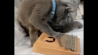 Cat Playing a Kalimba by Elsa and Dalila  2,049 views 3 years ago 1 minute, 46 seconds