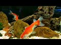 AQUARIUM SEA CREATURES WITH FLUTE SOUNDS TO RELAX AND STUDY