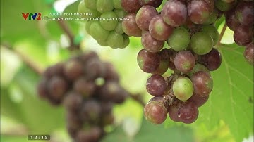 Nông dân làm giàu nhờ chọn giống cây trồng chất lượng