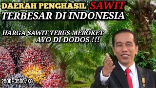 Daerah Penghasil Kelapa Sawit Terbesar Di Indonesia,Sumatera Di Puncak.Sawit Mahal,OKB Bermunculan