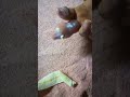 Extreme Finger Gout Treatment