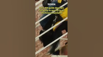 Robot ‘guide dogs’ for the blind