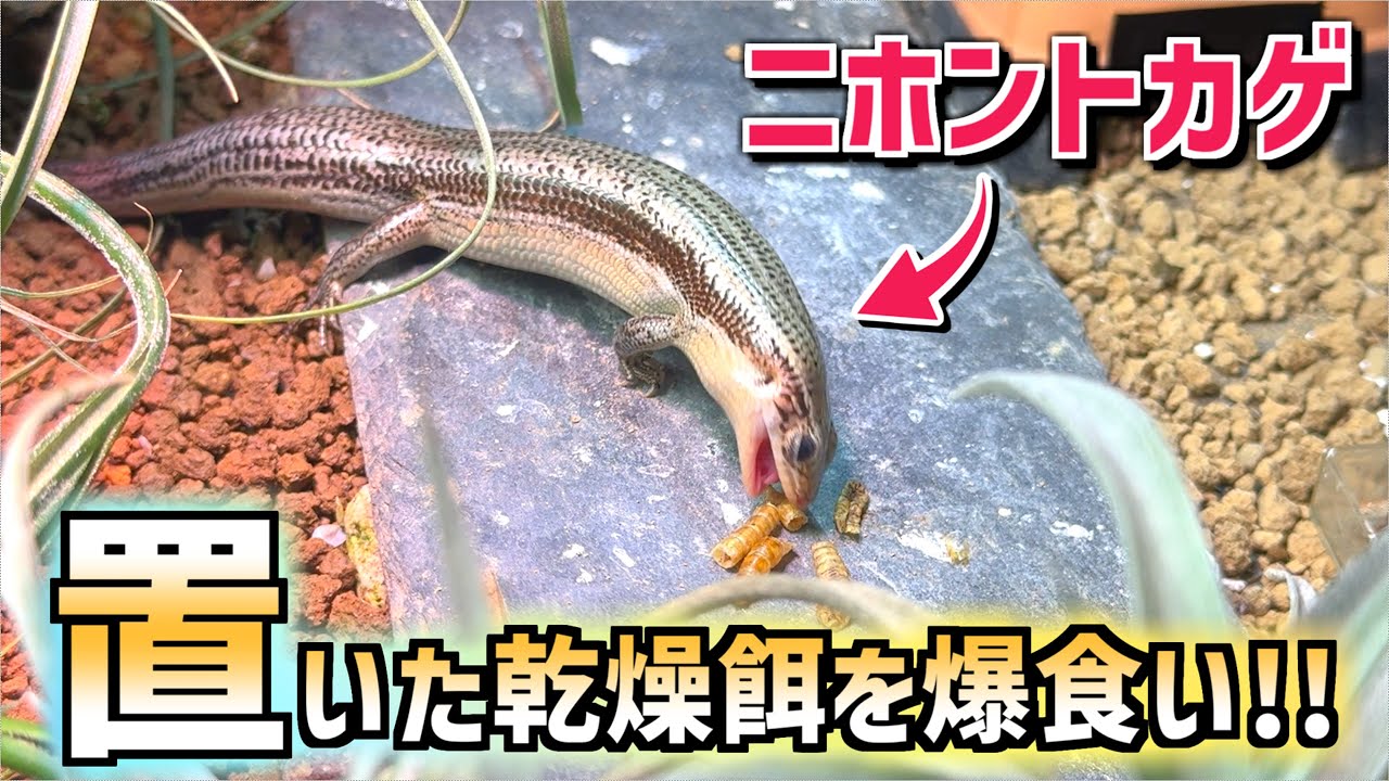 Japanese Skinks Eating Heartily Even in the Hot Season!【Mealworms