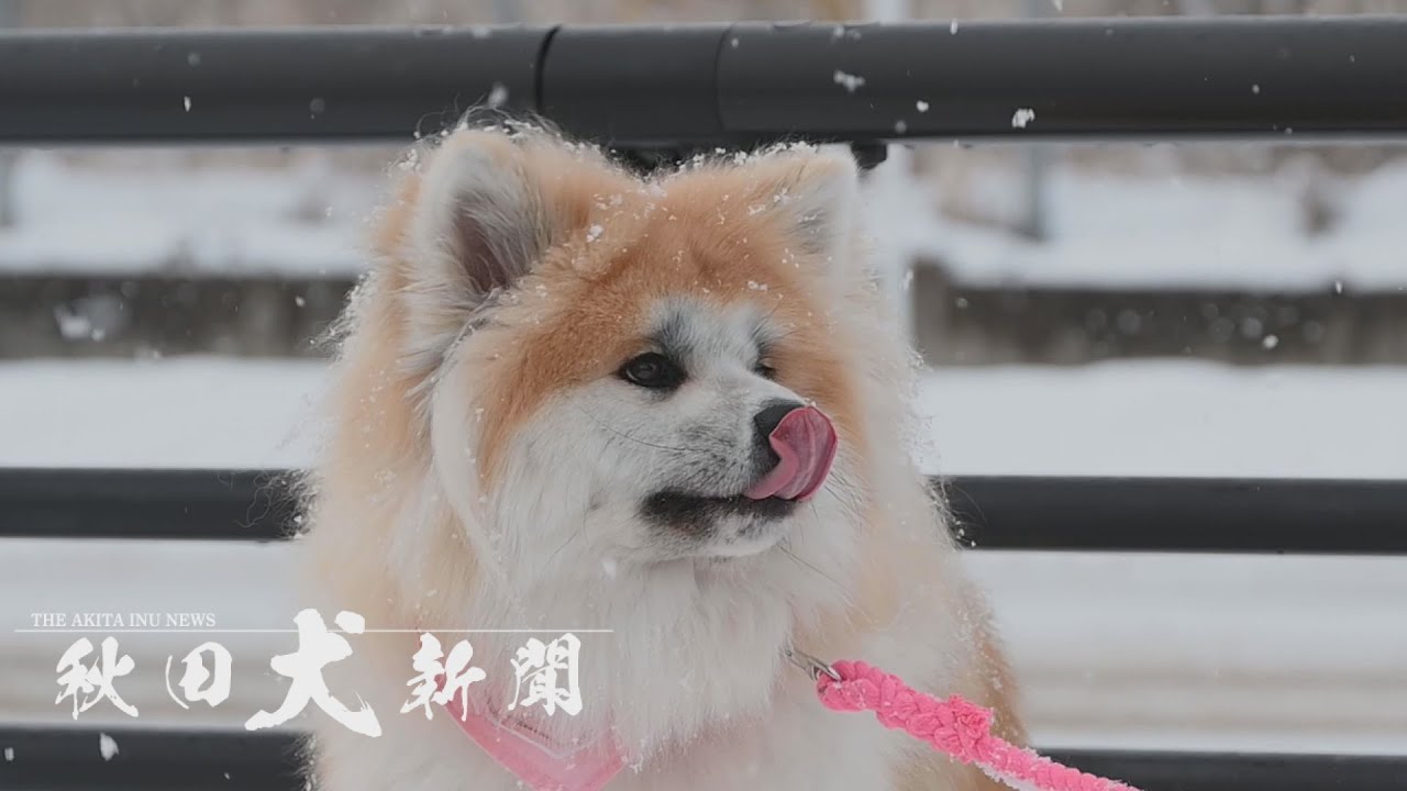 一人と一匹の大阪旅 大館市の角田さんと桃笑│秋田犬新聞