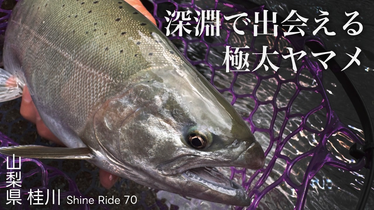 やまめ✩ シャインライド70で淵の底を直撃。桂川で出会える極太ヤマメ。 - YouTube