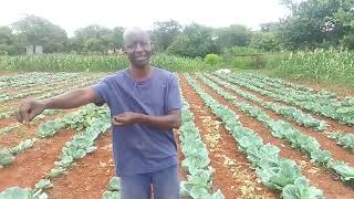 Wealth Creation Through Cabbage Growing.