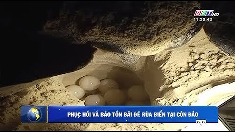 Phục hồi và bảo tồn bãi đẻ rùa biển tại Côn Đảo