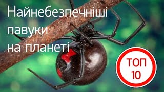 Найнебезпечніші павуки на планеті ТОП 10  The most dangerous spiders on the planet TOP 10