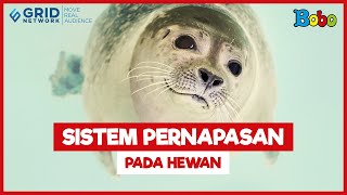 Apa Saja Sistem Pernapasan Pada Hewan Fakta Menarik