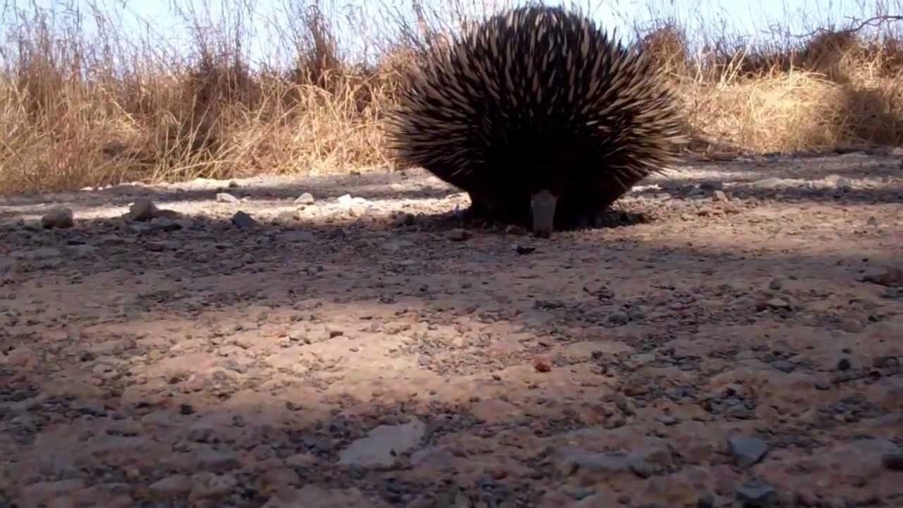  Echidna  YouTube