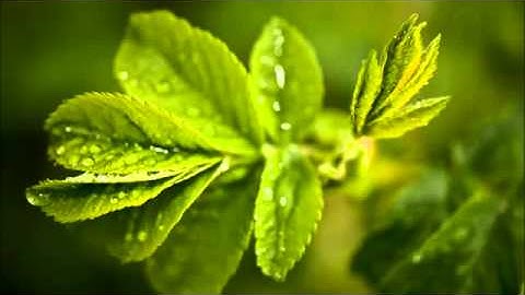 سورة الحجرات بصوت عبد المحسن القاسم 1432 HD