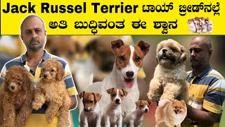 Call 9945099180 All Types Toy Breed Dogs Top Breeder In Bangalore| jack russel terrier| shih tzu |