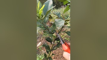 Hướng dẫn tỉa cành và tạo tán trên cây bưởi