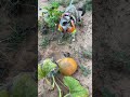 Chester & Her Pumpkin: A Purr-fect Fall Love Story 🧡🐾  #cat #dogtreats